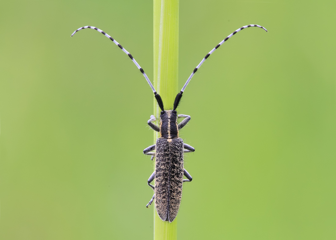 Longhorn Beetle - Agapanthea villosoviridescens 1